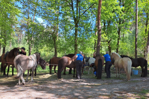 Aanbindplaats; pauze in het bos.